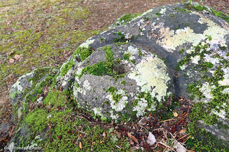 Boulder_1_Preform_w_cupule