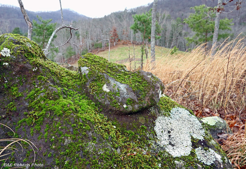 Boulder_3_bowl_scar