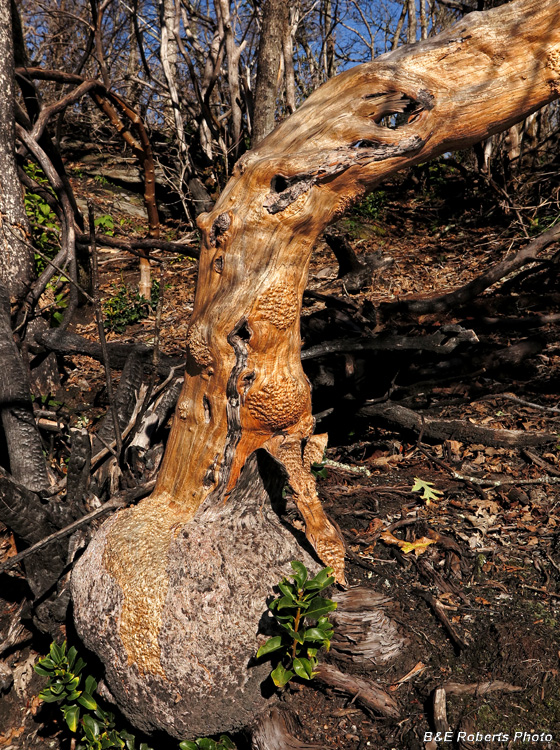 Big_Rhodo_trunk