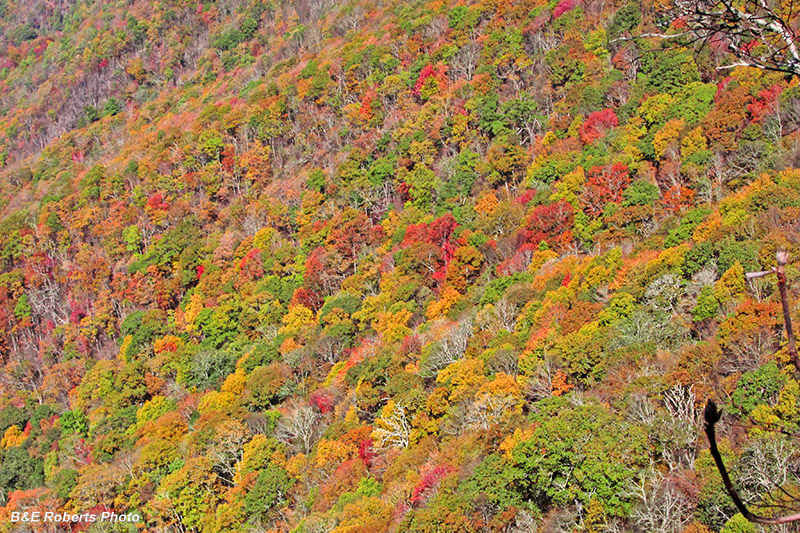 Boteler_foliage_view