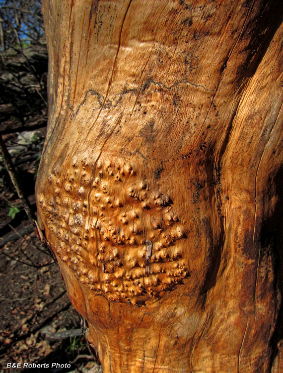 Rhodo-burl