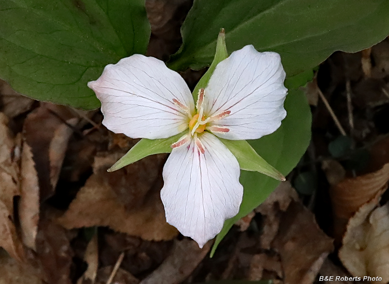 Un-Painted_Trillium