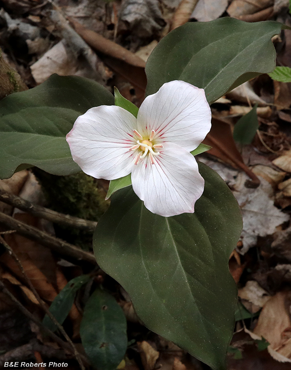 Un-Painted_Trillium