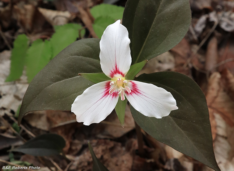 Painted_Trillium