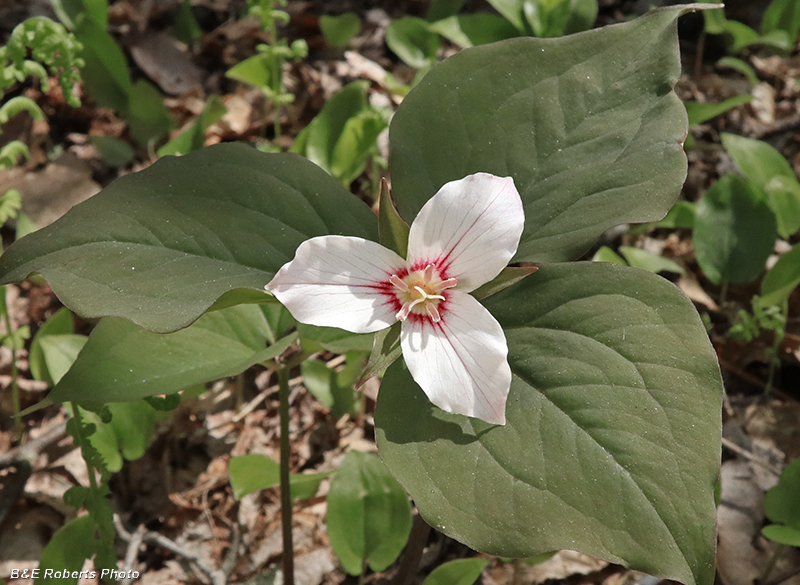 Painted_Trillium