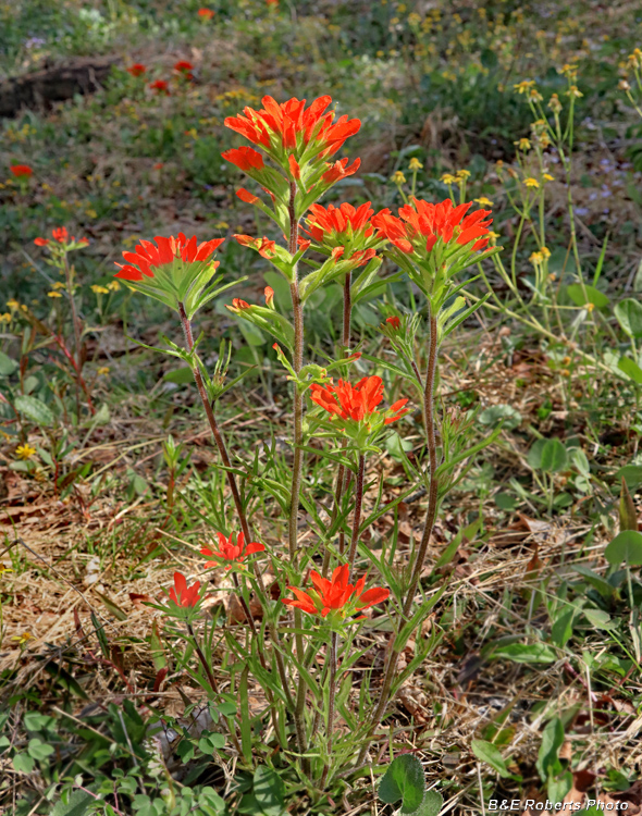 Indian_Paintbrush