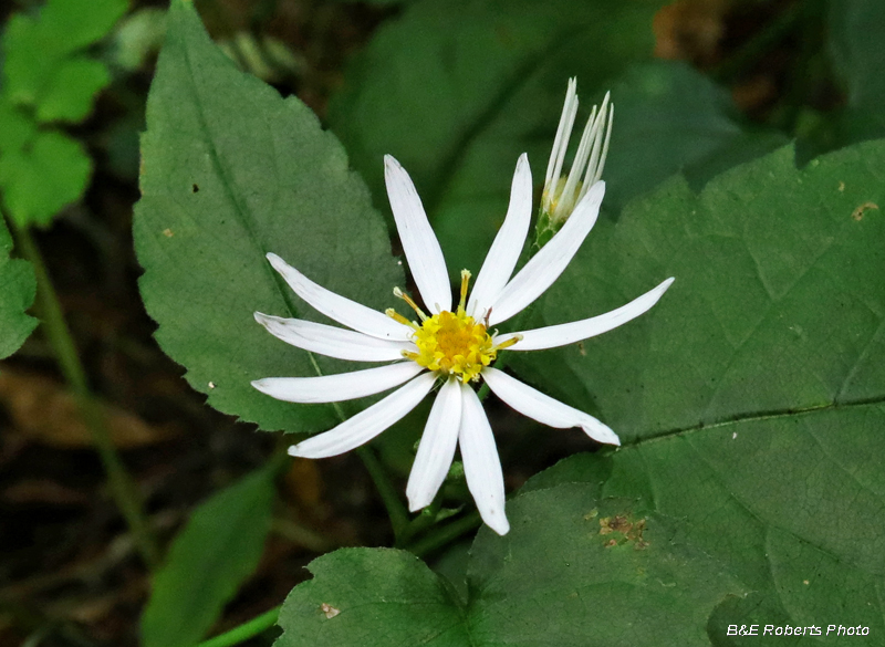 Mountain_Wood_Aster