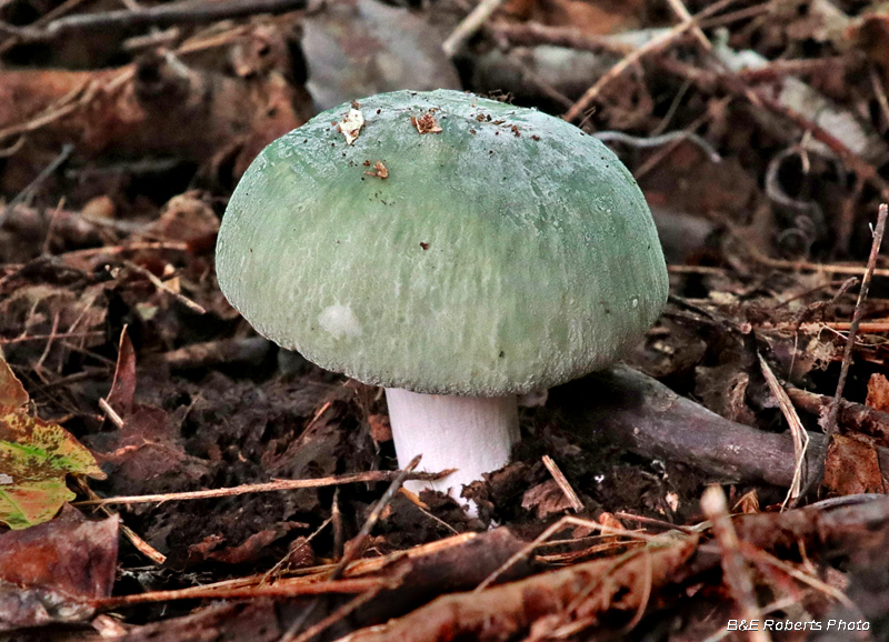 Green_Mushroom