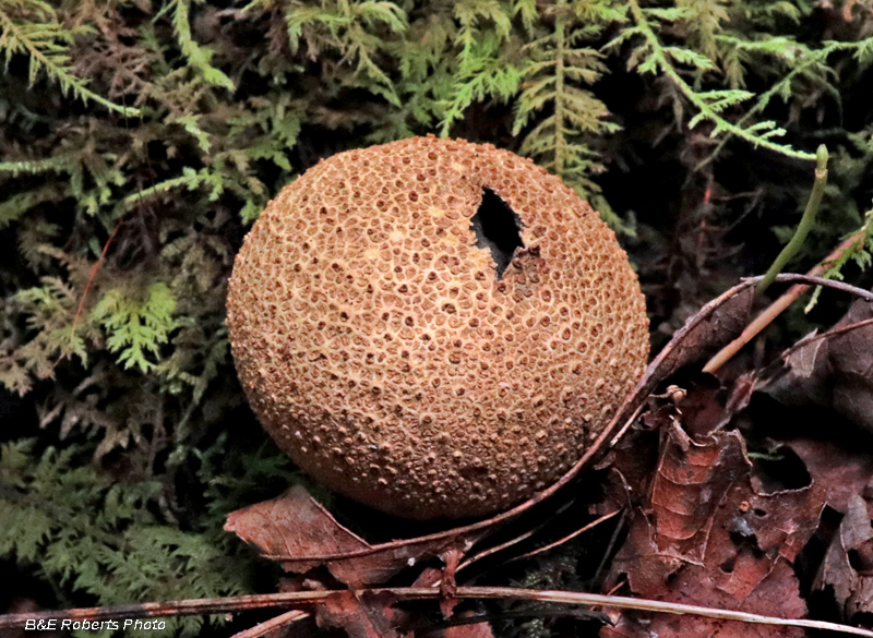 Puffball