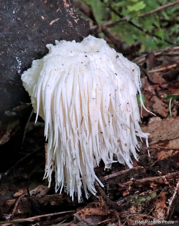 Lions_Mane_fungi