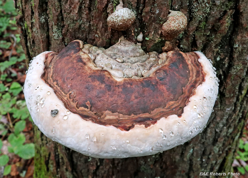 Polypore