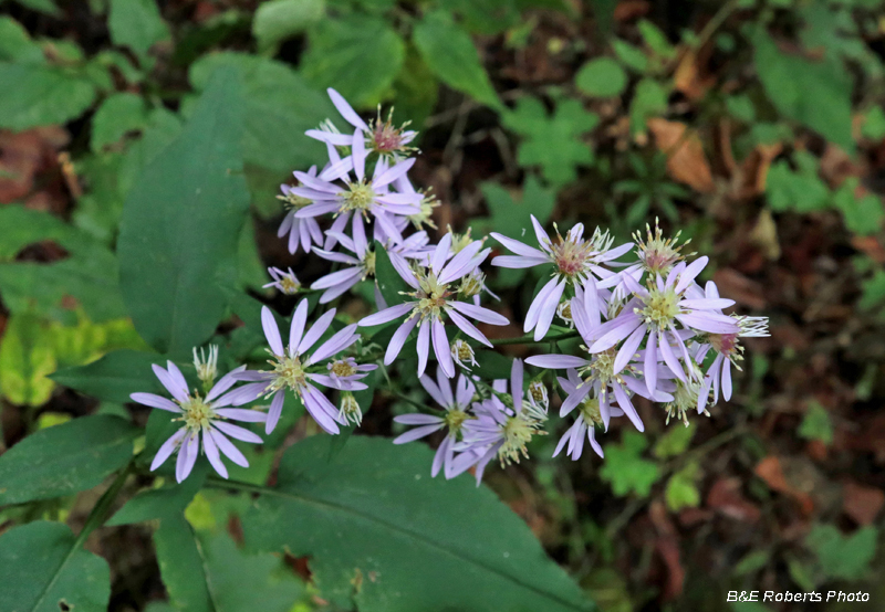 Asters