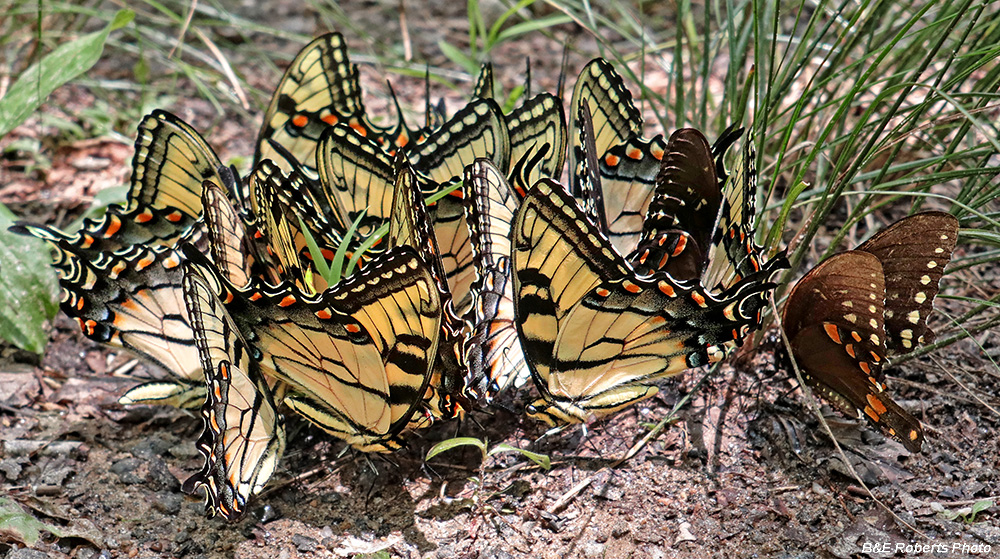 Butterflies_puddling