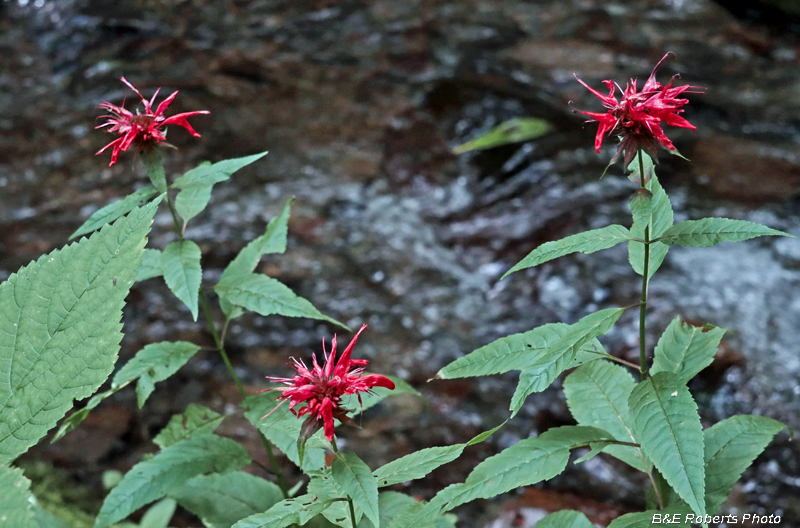 Monarda_didyma