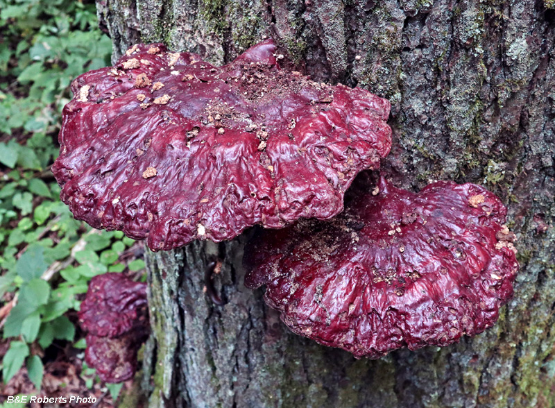 Ganoderma