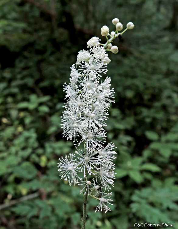 Black_Cohosh