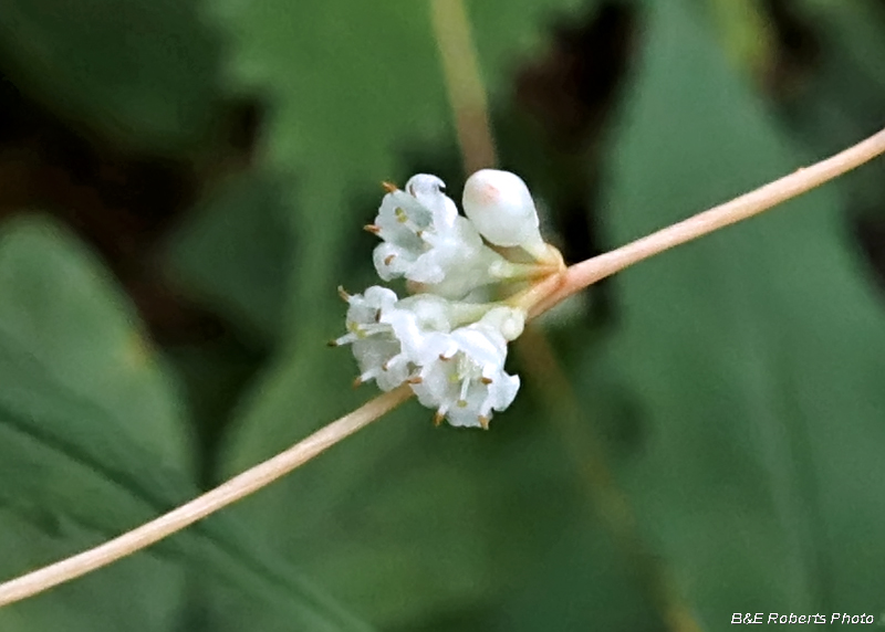 Dodder_Cuscuta