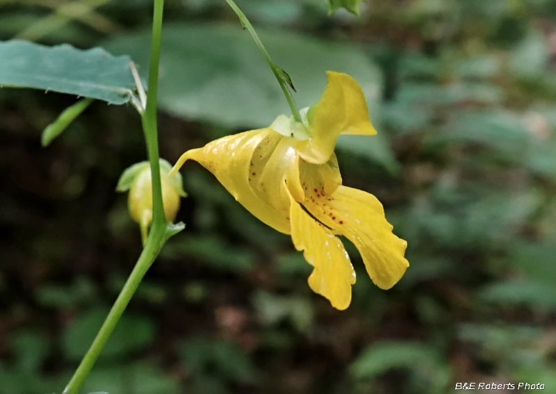 Impatiens_pallida