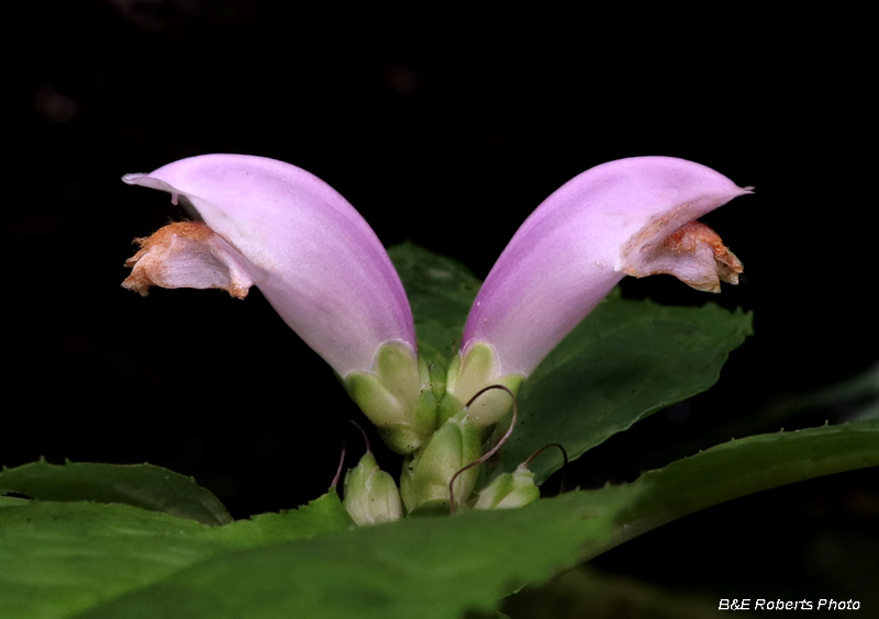 Chelone_obliqua