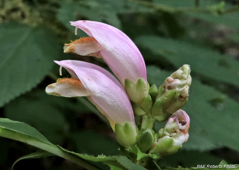 Chelone_obliqua