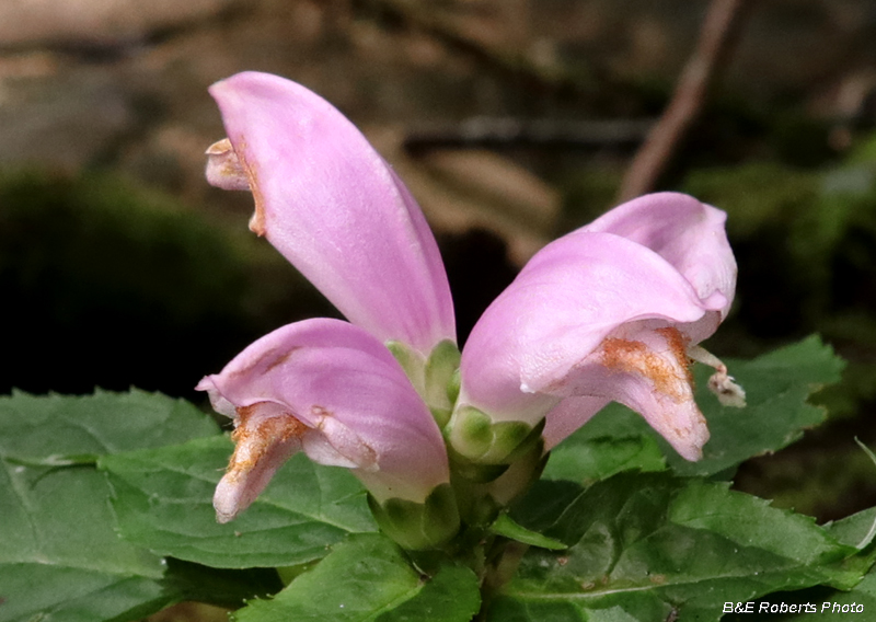 Chelone_obliqua