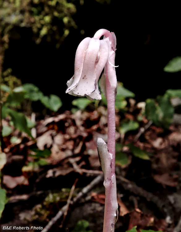 Monotropa_uniflora