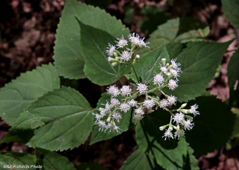 Snakeroot