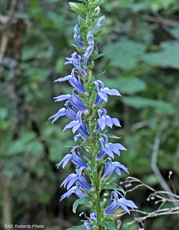 Great_Blue_Lobelia