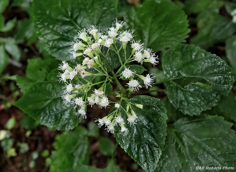 White_Snakeroot