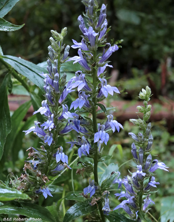 Great_Blue_Lobelia