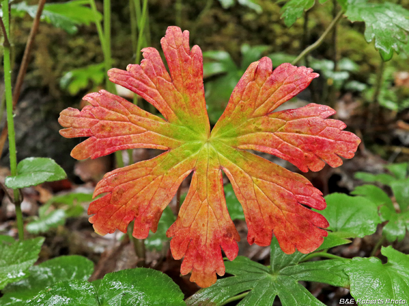 Geranium_leaf