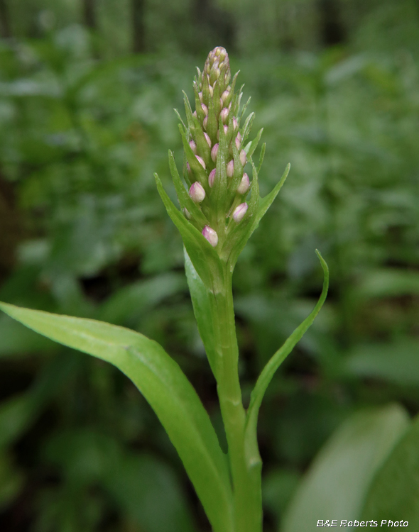 Platanthera