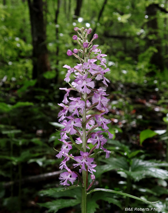 Platanthera_psycodes