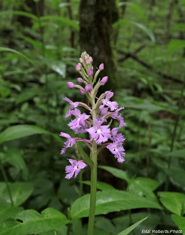 Platanthera_psycodes