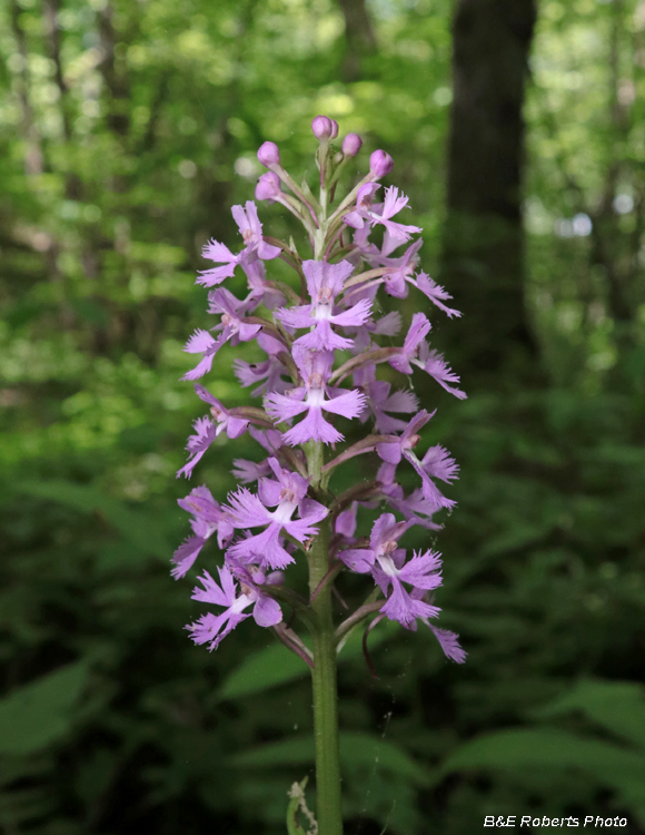 Platanthera_psycodes