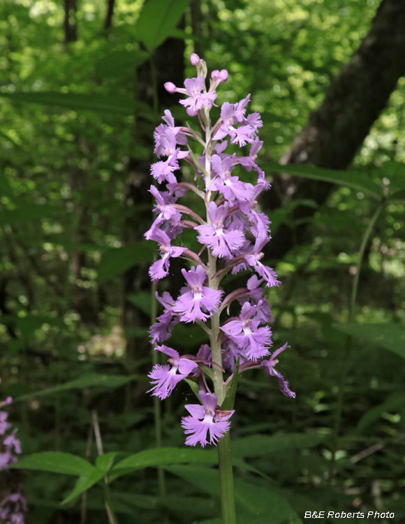 Platanthera_psycodes