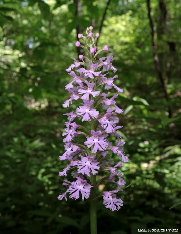 Platanthera_psycodes