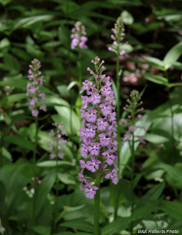 Platanthera_psycodes