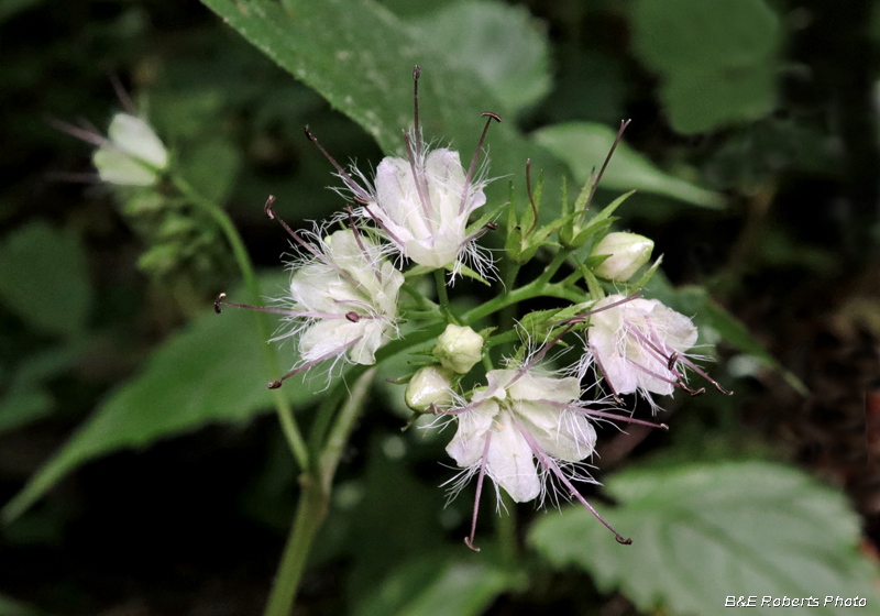 Hydrophyllum