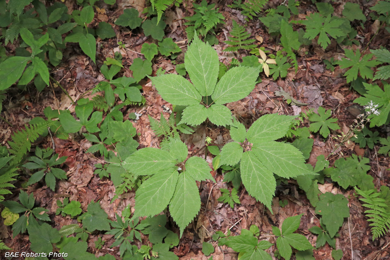 Ginseng