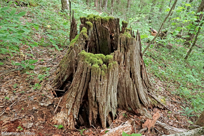 Chestnut_stump