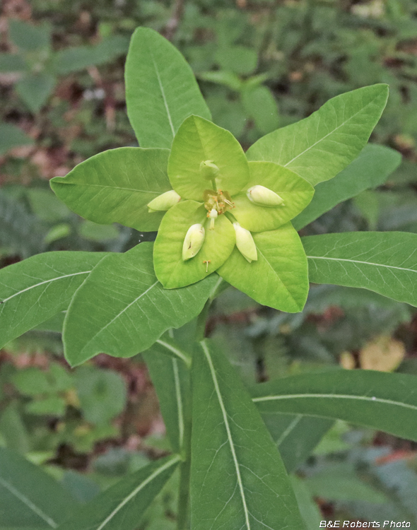 Euphorbia_purpurea