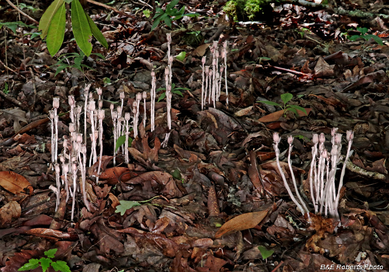 Indian_Pipes