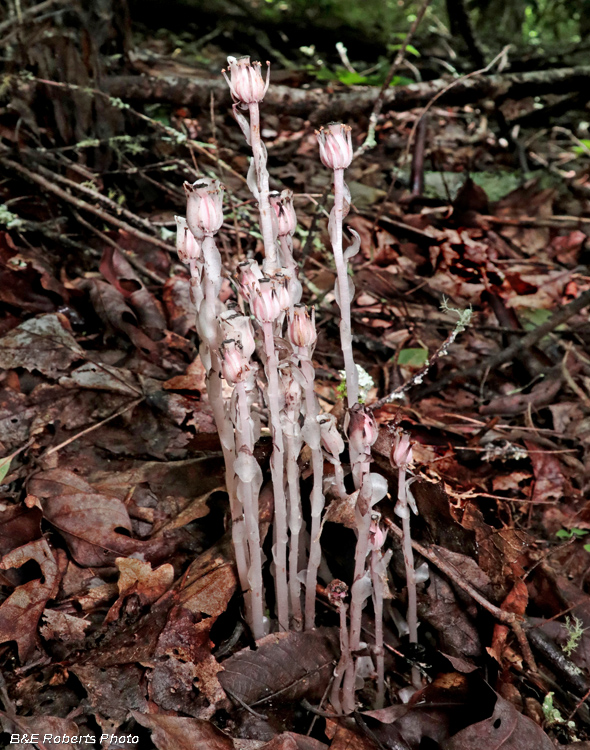 Indian_Pipes