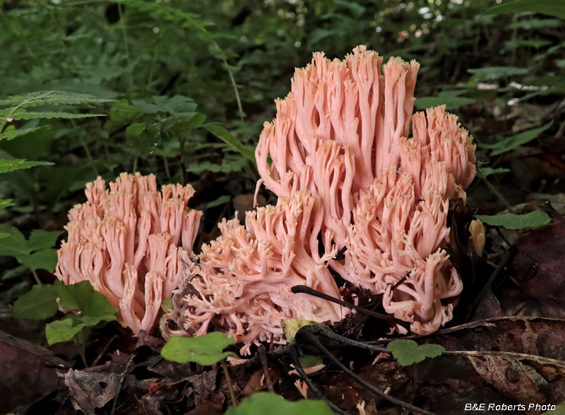 Coral_fungi