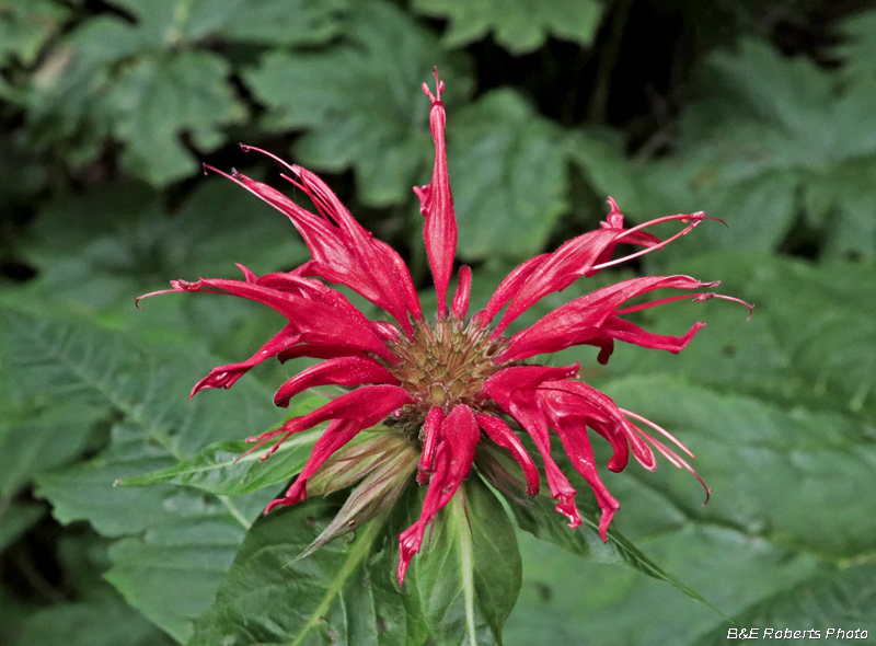 Monarda_didyma