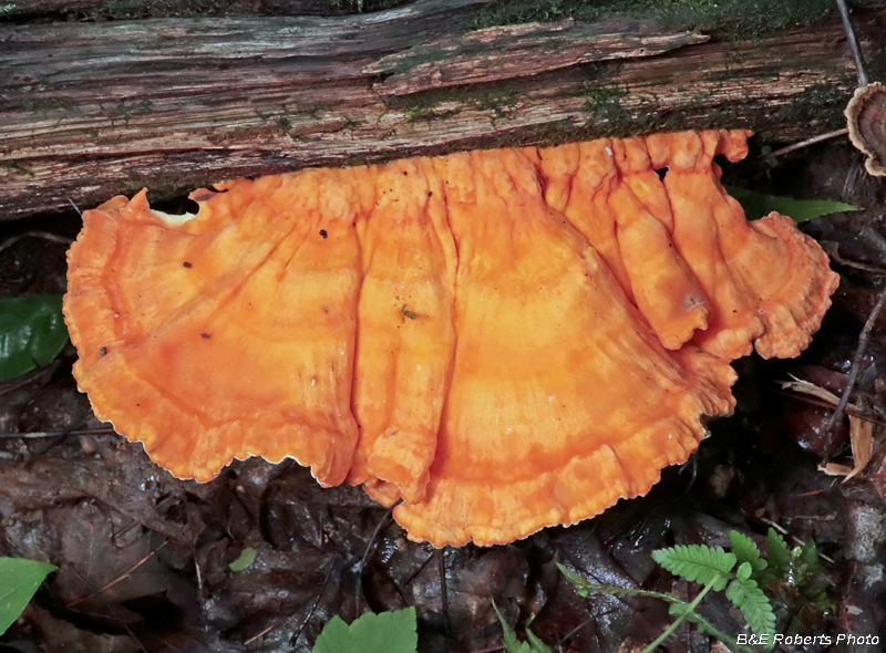 Chicken_of_woods