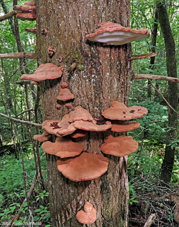 Ganoderma