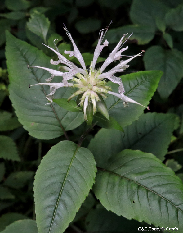 Monarda_clinopedia