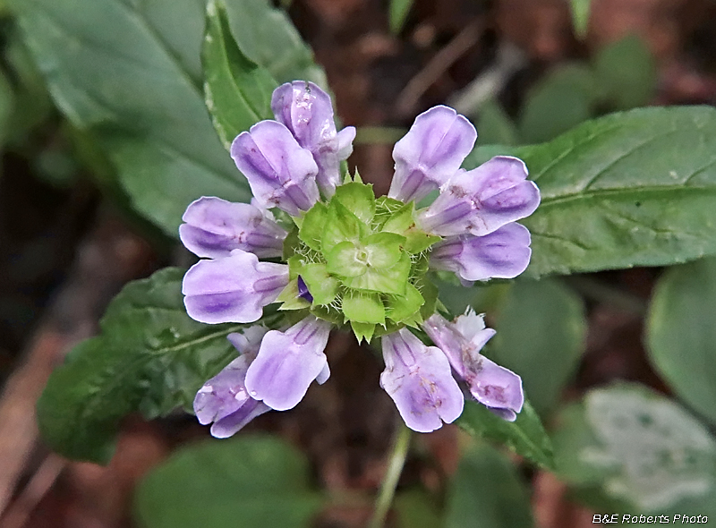 Selfheal